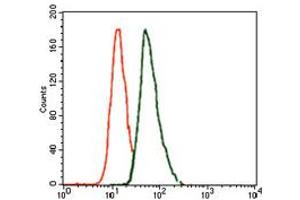 Image no. 3 for anti-T Brachyury Protein antibody (ABIN1491210) (T Brachyury Protein antibody)
