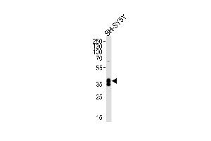 Western blot analysis of lysate from SH-SY5Y cell line, using MSI1 Antibody (N-term) (ABIN655905 and ABIN2845305). (MSI1 antibody  (N-Term))