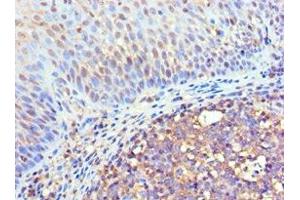 Immunohistochemistry of paraffin-embedded human tonsil tissue using ABIN7152969 at dilution of 1:100 (Flotillin 2 antibody  (AA 239-428))