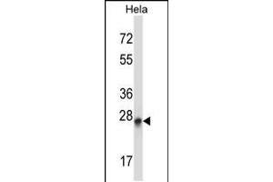 Western blot analysis in Hela cell line lysates (35ug/lane). (PEX19 antibody  (N-Term))