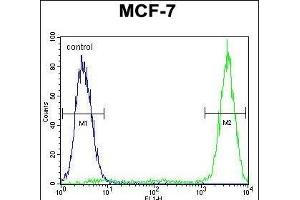 GALNS Antibody (Center) (ABIN655593 and ABIN2845079) flow cytometric analysis of MCF-7 cells (right histogram) compared to a negative control cell (left histogram). (GALNS antibody  (AA 236-263))