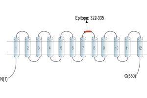 Representative domain view of the target of ABIN7043670.