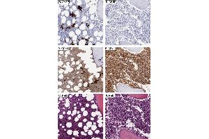Immunohistochemistry (IHC) image for anti-alpha Hemoglobin Stabilizing Protein (aHSP) antibody (ABIN1043695)