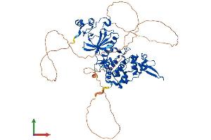 AlphaFold protein structure predicition of Mouse Recombinant Dyrk2 Protein, UniprotID Q5U4C9