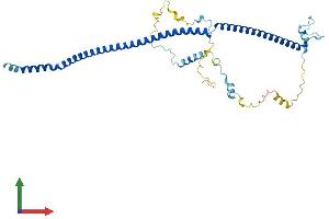 AlphaFold protein structure predicition of Human Recombinant SPATA17 Protein, UniprotID Q96L03