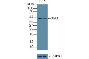 Western Blotting (WB) image for anti-phosphoserine Aminotransferase 1 (PSAT1) (AA 1-312) antibody (ABIN7435646)