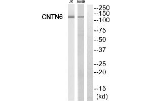 Western blot analysis of extracts from Jurkat cells and A549 cells, using CNTN6 antibody. (Contactin 6 antibody)