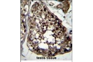 TBCEL Antibody (C-term) (ABIN656361 and ABIN2845658) immunohistochemistry analysis in formalin fixed and paraffin embedded human testis tissue followed by peroxidase conjugation of the secondary antibody and DAB staining. (TBCEL antibody  (C-Term))