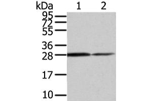Western Blot analysis of Mouse stomach and Human fetal muscle tissue using RHOU Polyclonal Antibody at dilution of 1/200