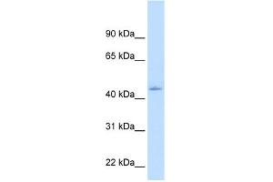 WB Suggested Anti-NR1I3 Antibody Titration:  1. (NR1I3 antibody  (N-Term))