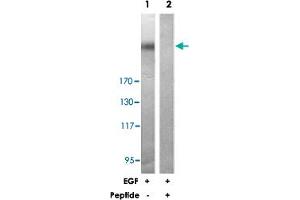 Western blot analysis of extracts from COS-7 cells treated with EGF (200 ng/mL, 30 min), using POLR2A polyclonal antibody . (POLR2A/RPB1 antibody)
