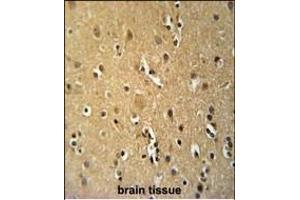 TNFRSF8- Antibody (ABIN651104 and ABIN2840072) immunohistochemistry analysis in formalin fixed and paraffin embedded human brain tissue followed by peroxidase conjugation of the secondary antibody and DAB staining. (TNFRSF8 antibody  (AA 458-487))