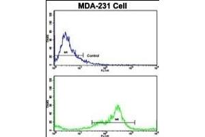 Flow cytometric analysis of MDA-231 cells using VCP Antibody (C-term)(bottom histogram) compared to a negative control cell (top histogram). (VCP antibody  (C-Term))