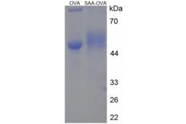 SAA Protein (Ovalbumin)