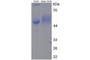 Image no. 2 for Serum Amyloid A (SAA) protein (Ovalbumin) (ABIN1880271) (SAA Protein (Ovalbumin))
