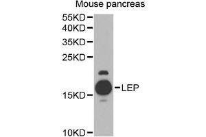 Western blot analysis of extracts of mouse pancreas, using LEP antibody (ABIN4904218) at 1:1000 dilution.
