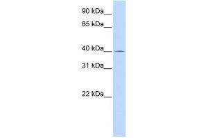 WB Suggested Anti-SLC22A18 Antibody Titration:  0. (ORCTL-2/SLC22A18 antibody  (Middle Region))