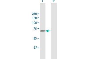 Western Blot analysis of FUT8 expression in transfected 293T cell line by FUT8 MaxPab polyclonal antibody. (FUT8 antibody  (AA 1-575))