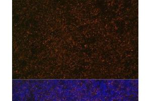 Immunofluorescence analysis of Rat spleen using CR2 Polyclonal Antibody at dilution of 1:100 (40x lens). (CD21 antibody)