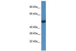 Western Blot showing Sesn1 antibody used at a concentration of 1. (SESN1 antibody  (C-Term))
