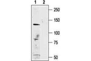 Western blot analysis of A875 (human melanoma cell line) lysate: - 1. (TRPM1 antibody  (Intracellular))