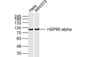 Lane 1: HeLa cell lysates; Lane 2: NIH/3T3 Cell lysates; probed with HSP90A (3H7) Monoclonal Antibody, unconjugated (bsm-33210M) at 1:300 overnight at 4°C followed by a conjugated secondary antibody for 60 minutes at 37°C. (HSP90AA1 antibody)