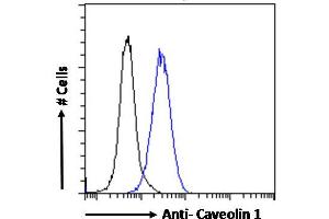 ABIN185421 Flow cytometric analysis of paraformaldehyde fixed HeLa cells (blue line), permeabilized with 0. (Caveolin-1 antibody  (Internal Region))