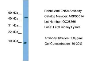 WB Suggested Anti-ENSA  Antibody Titration: 0. (Ensa antibody  (N-Term))