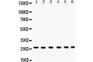 Western Blotting (WB) image for anti-Eukaryotic Translation Initiation Factor 6 (EIF6) (AA 66-210) antibody (ABIN3043427) (EIF6 antibody  (AA 66-210))