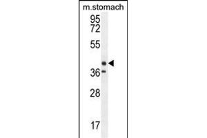TECTB Antibody (N-term) (ABIN654238 and ABIN2844070) western blot analysis in mouse stomach tissue lysates (35 μg/lane). (TECTB antibody  (N-Term))