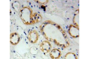 IHC-P analysis of kidney tissue, with DAB staining. (S100A2 antibody  (AA 2-98))