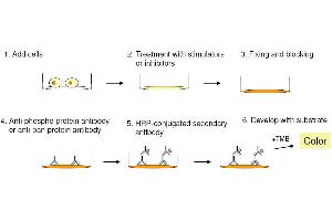 Cell-Based protein phosphorylation procedure (STAT1,STAT3,STAT5 ELISA Kit)