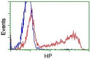 Flow Cytometry (FACS) image for anti-Haptoglobin (HP) antibody (ABIN1498580) (Haptoglobin antibody)