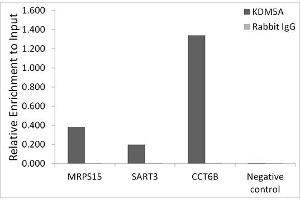 Chromatin immunoprecipitation analysis of extracts of HCT116 cells, using KDM5A antibody (ABIN7268330) and rabbit IgG. (KDM5A antibody)