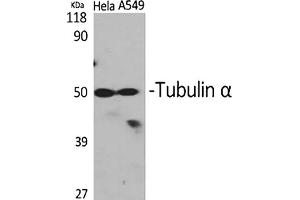 Western Blot analysis of Hela (1), A549 (2), diluted at 1:2000. (alpha Tubulin antibody  (AA 380-460))