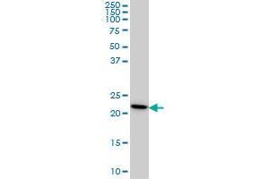 RPS7 antibody  (AA 95-194)