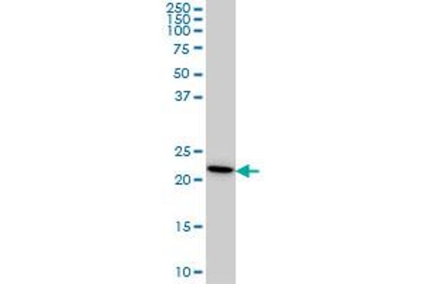 RPS7 antibody  (AA 95-194)