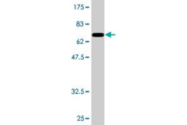 NFIB antibody  (AA 1-420)