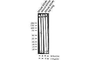 Western blot analysis of Phospho-Cyclin B1 (Ser147) expression in various lysates (Cyclin B1 antibody  (pSer147))