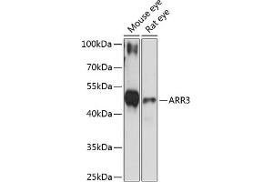 Western blot analysis of extracts of various cell lines, using  antibody (ABIN6131237, ABIN6137133, ABIN6137134 and ABIN6216833) at 1:3000 dilution. (ARR3 antibody  (AA 1-260))
