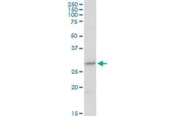 CER1 antibody  (AA 1-267)