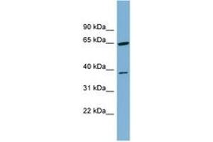 Image no. 1 for anti-Carbohydrate Kinase Domain Containing (Carkd) (AA 251-300) antibody (ABIN6744832) (Carkd antibody  (AA 251-300))