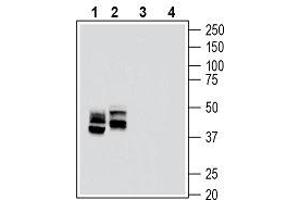 Western blot analysis of rat lung membranes (lanes 1 and 3) and mouse lung lysate (lanes 2 and 4): - 1, 2.