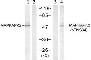 Western blot analysis of extract from HeLa cells treated with UV (20min), using MAPKAPK-2 (Ab-334) antibody (E021308, Lane 1 and 2) and MAPKAPK-2 (Phospho-Thr334) antibody (E011308, Lane 3 and 4).