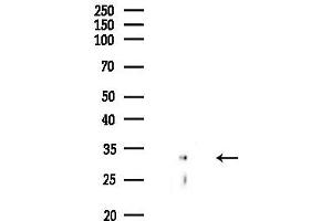 Western blot analysis of lysates from COLO205 cells, using Cyclin  Antibody at 1/1000 dilution.