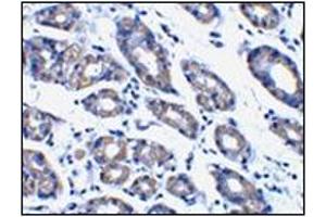 Immunohistochemistry of Noxa in human stomach tissue with this product at 1 μg/ml. (NOXA antibody  (N-Term))