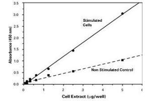 Transcription factor assay absorbance of cell lysates isolated from stimulated (20 ng/mL TNFa for 30 min. (NF-kB p65 ELISA Kit)