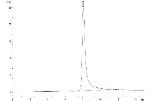 The purity of Mouse IgE is greater than 95 % as determined by SEC-HPLC. (IgE Protein (AA 91-421) (His tag))