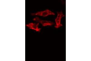 ABIN6273508 staining Hela cells by IF/ICC. (GZMK antibody  (Internal Region))