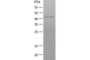 Western Blotting (WB) image for Cyclin A2 (CCNA2) (AA 1-432) protein (His tag) (ABIN7122520) (Cyclin A Protein (AA 1-432) (His tag))
